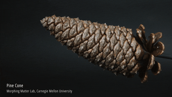 Pinecone opening and closing in response to moisture